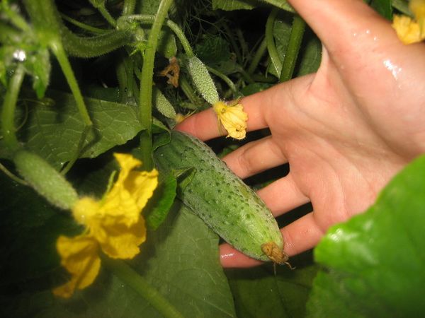  La longitud media de la fruta del pepino Chico con un dedo - 11 cm