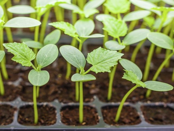  Las plántulas se plantan en el suelo cuando alcanza una longitud de 25 cm.