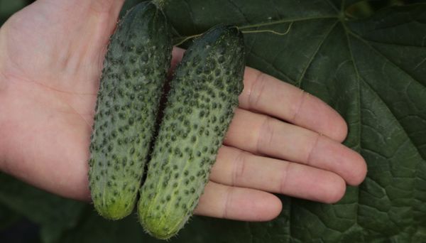  Cosechando pepinos Paratunka hecho 1 vez en 2 días.