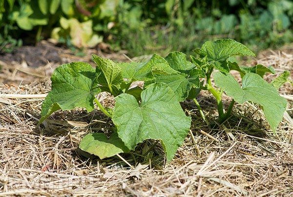  El mantillo alrededor de los pepinos partenocárpicos reducirá el conteo de malezas