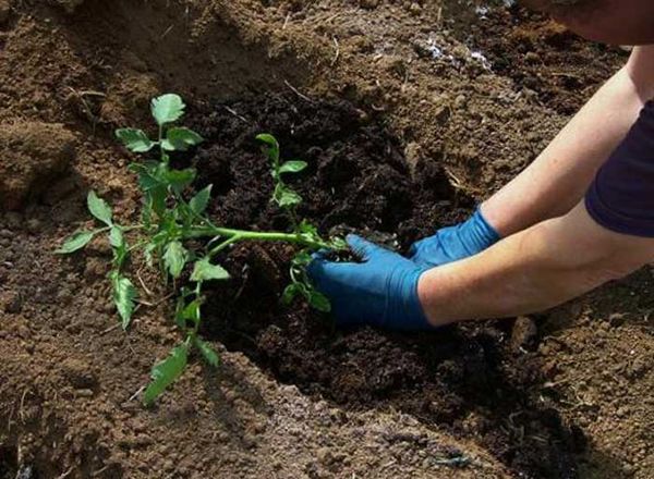  Transplantation de plants en pleine terre