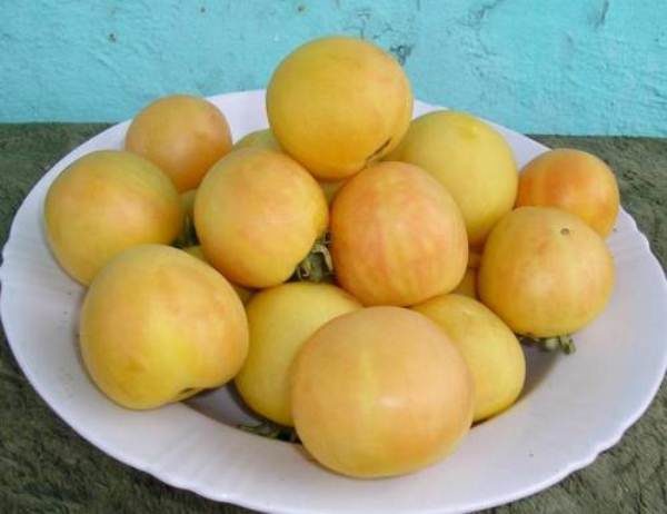  La récolte des pêches à la tomate commence à la fin juin