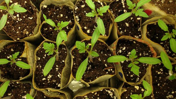  Plants de plongée produits après l'apparition de 3-5 vraies feuilles