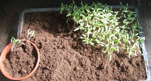  Pour que les plants de tomates se développent correctement après l’apparition de deux feuilles, vous devez plonger les germes.