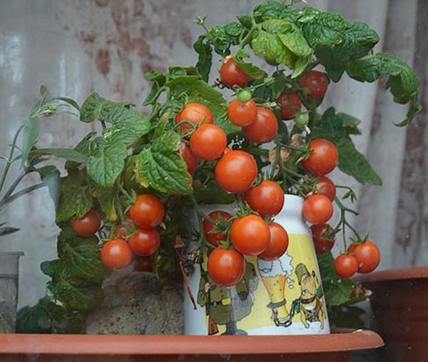  La croissance et la fructification sont possibles même à la maison ou sur le balcon