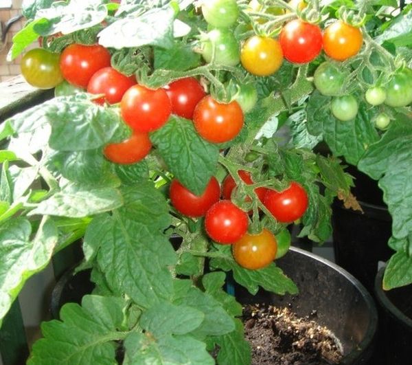  Pendant la saison de croissance, il est nécessaire d'éliminer les mauvaises herbes et d'assouplir le sol.