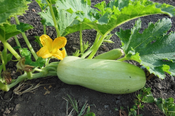  Una descripción detallada de la variedad de calabacín Iscander f1, las reglas de siembra y cuidado