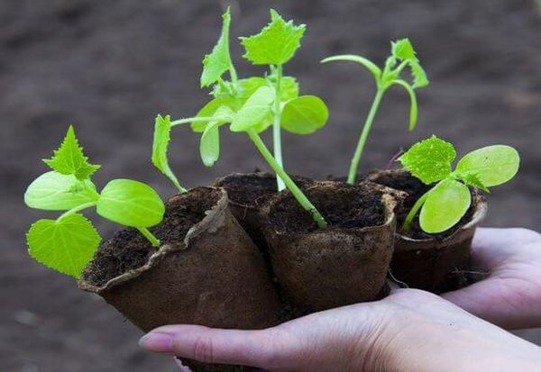  La primera vez que las plántulas se alimentan cuando aparecen 2 hojas verdaderas.