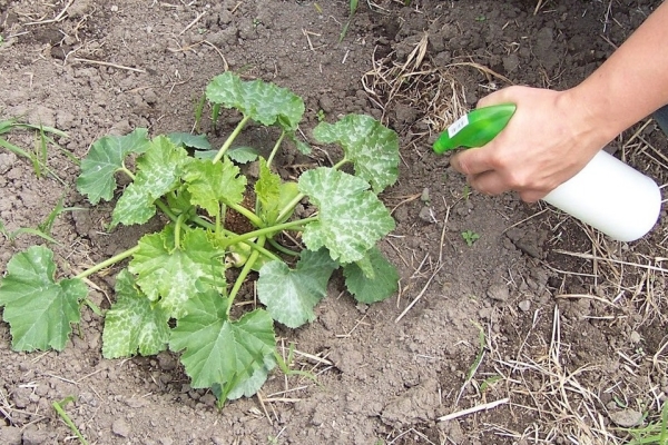  Durante toda la temporada de cultivo, el squash necesita alimentación.