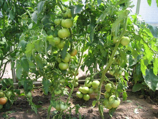  Polbig mûrit et commence à porter ses fruits tôt, même à des températures relativement basses.