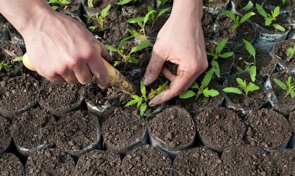  Les semis de plongée produits lorsque l'apparition de 2-3 feuilles vraies