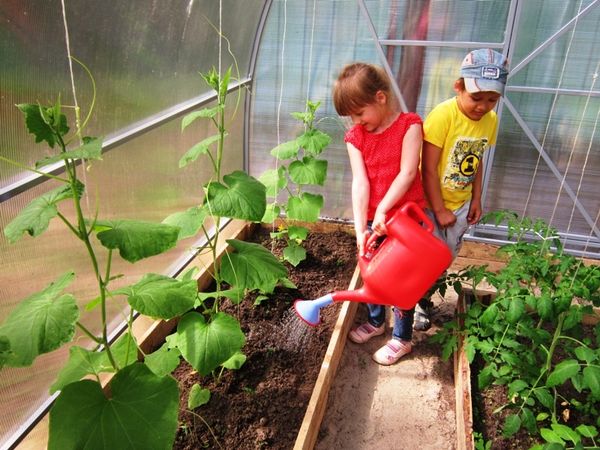  La temperatura óptima del agua para regar pepinos en el invernadero es de 20-22 grados