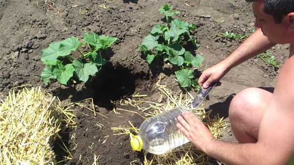  El uso de botellas de cinco litros permitirá regar menos pepinos.