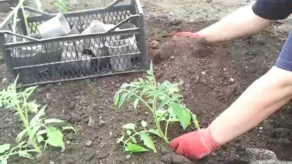  Pour planter des plants de tomates tôt le matin ou le soir