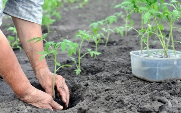  Tomatensetzlinge sollten gepflanzt werden. Das Wunder des Marktes im Freiland sollte Ende Mai - Anfang Juni sein