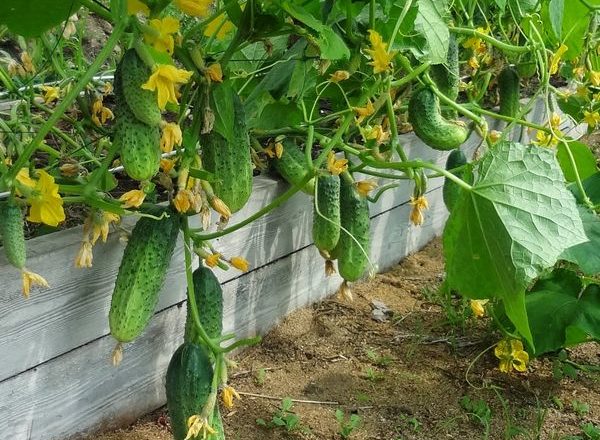  Pepinos en crecimiento