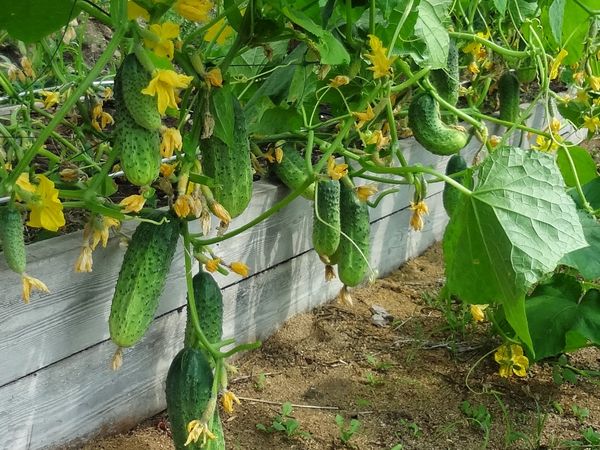  Pepinos en crecimiento