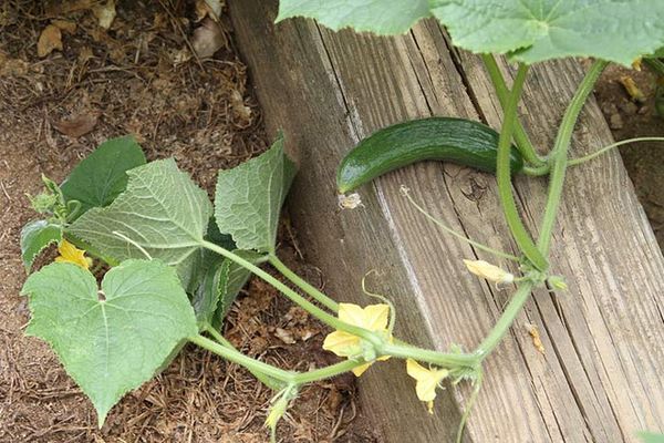  La correcta formación de un latigazo de pepino es una de las condiciones importantes de cuidado.