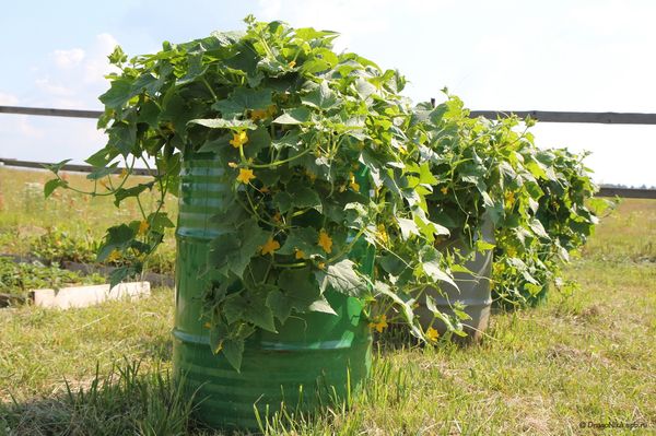  Maneras de plantar pepinos