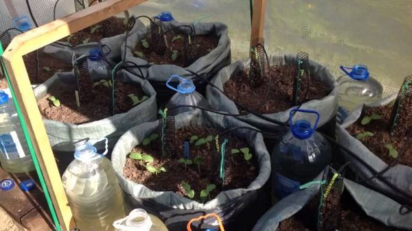  Bolsas para plantar pepinos elegir volumen de 70-120 litros.