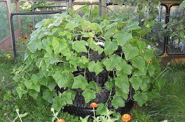  Cultivar pepinos en ruedas le permite recolectar 2 cultivos por temporada.