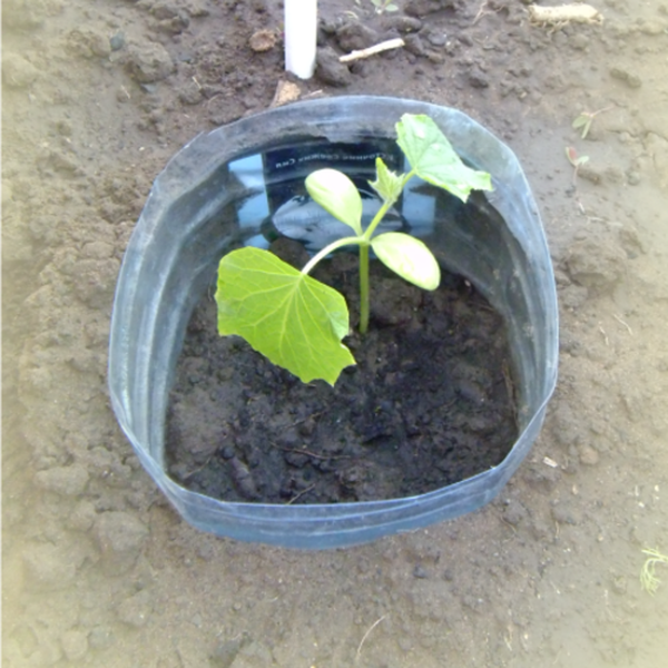  La siembra en botellas es adecuada para regiones con un clima severo.