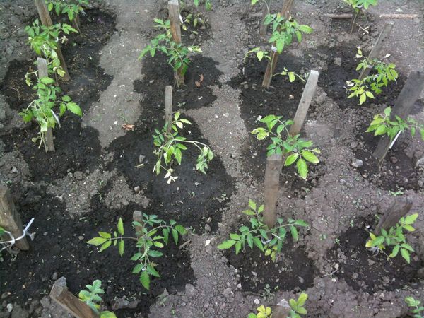  Transplantation de tomates en pleine terre