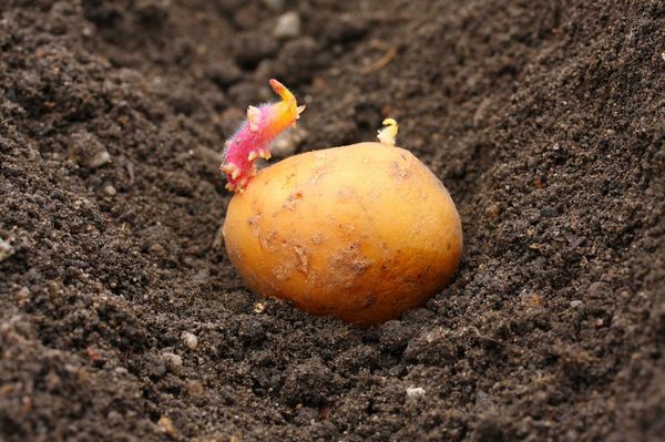  Planter des pommes de terre dans la région de Moscou