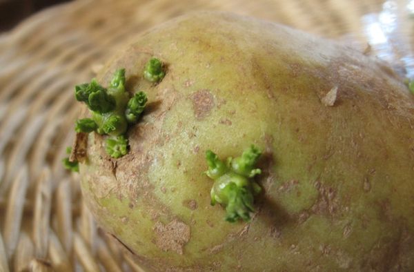  Au moment de la plantation, les tubercules deviennent verts et de petites feuilles apparaissent dessus.