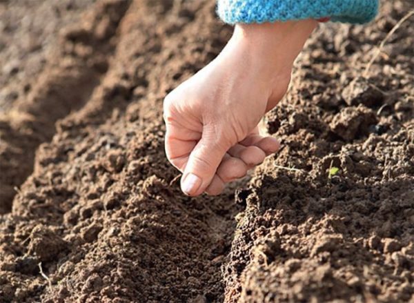  Preparación del suelo, plantación y cultivo de remolacha.