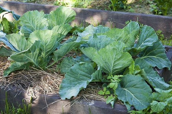  Para el cultivo de col temprano se recomienda organizar invernaderos.