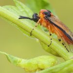  Cómo proteger las plántulas de moscas de la sierra de colza