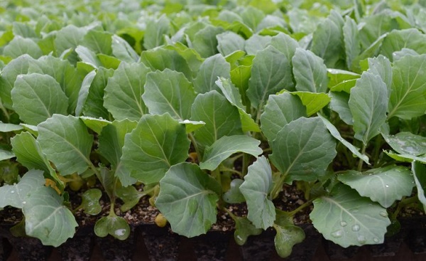  Características de la germinación de las plántulas.