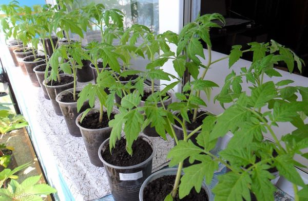  Cultiver des plants de tomates