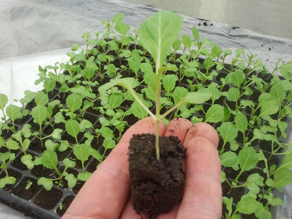  Trasplante de plantulas en campo abierto.