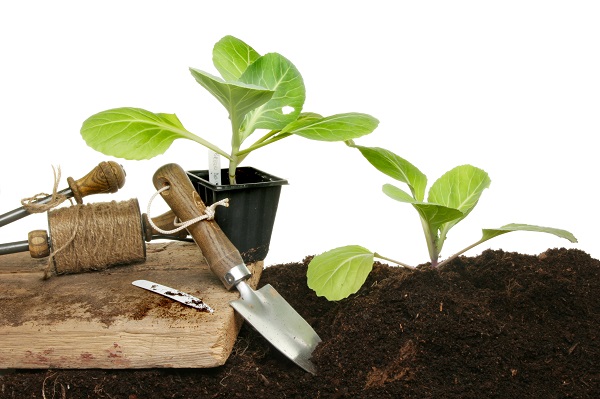  Términos de plantación de hortalizas en plantones.