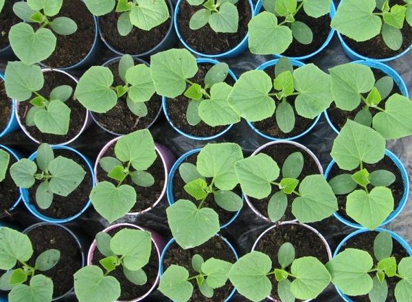  Cómo alimentar plántulas de pepino.