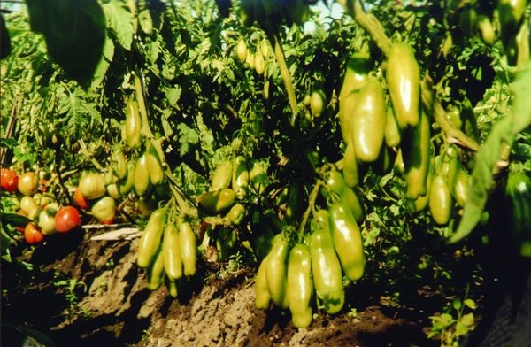  Culture agricole de la tomate