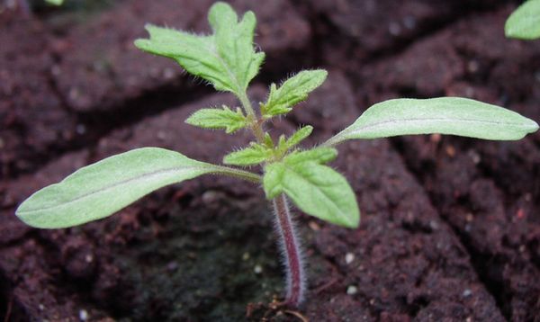  Batanyan de tomate en campo abierto