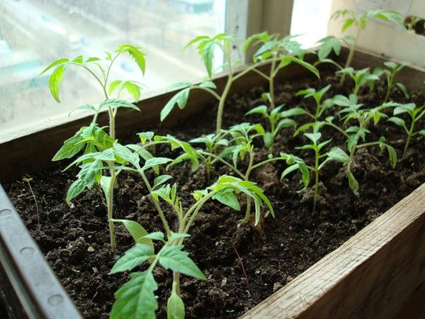  Les plantules de la variété sont plantées au plus tôt en juin à la place éclairée.