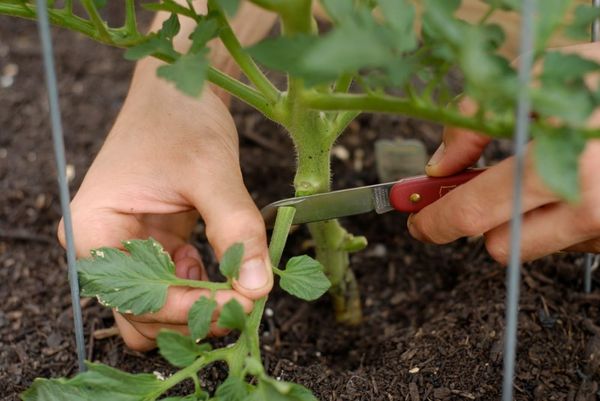  Pour éviter les maladies, les feuilles inférieures doivent être enlevées.