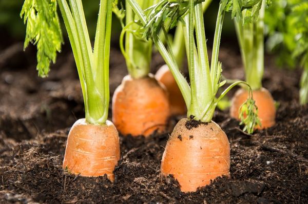  Las mejores variedades de zanahorias para Siberia.