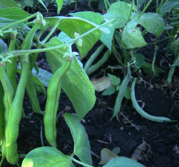  Después del frijol de saxo, puedes plantar las verduras más fastidiosas en este lugar.