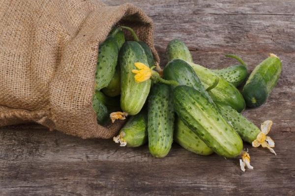  Pepinos autopolinizados para el cultivo en la región de Leningrado.