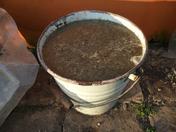  Solución de estiércol de pollo como fertilizante.