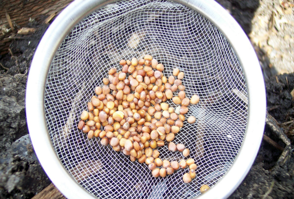  Preparación de semillas para la siembra.