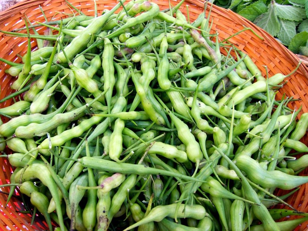  Cómo cultivar rábanos en casa.