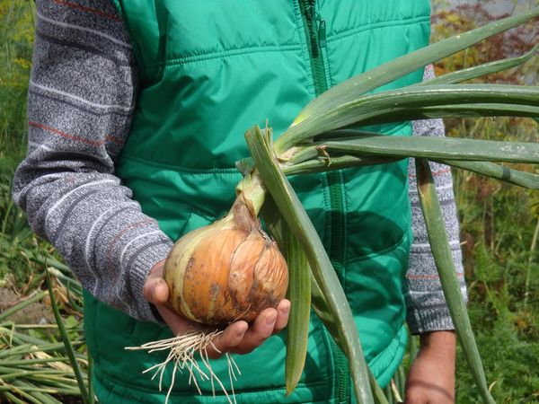  La riche récolte d'oignons dépend de la préparation de l'ensemble avant la plantation.