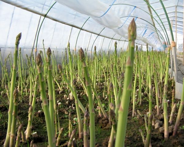  Espárragos o vegetales