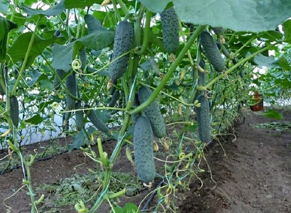  Cultivo de pepinos en invernadero.